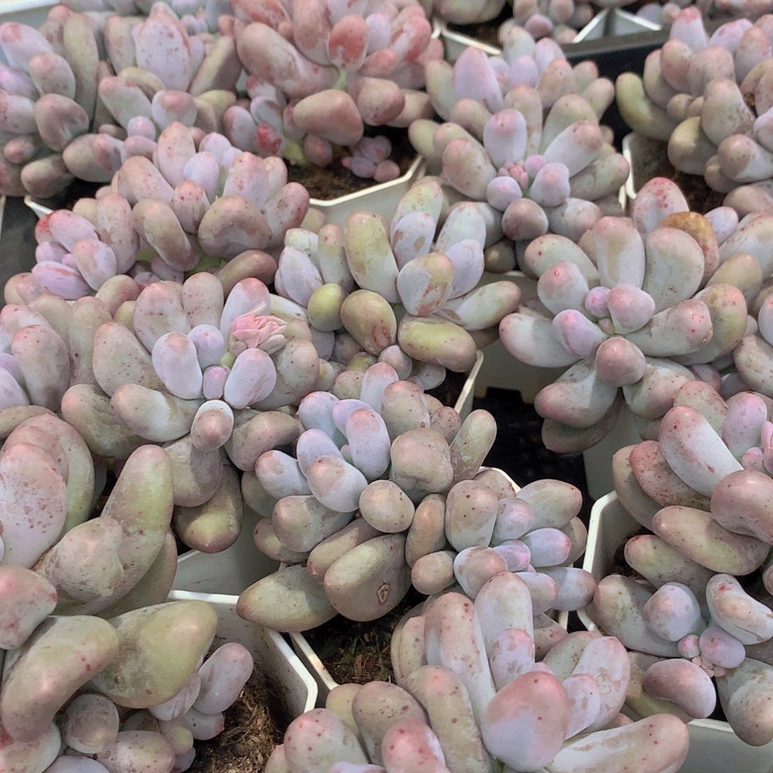 米可奶45688990000000