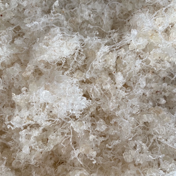 云南大集现收萍婆树的眼泪