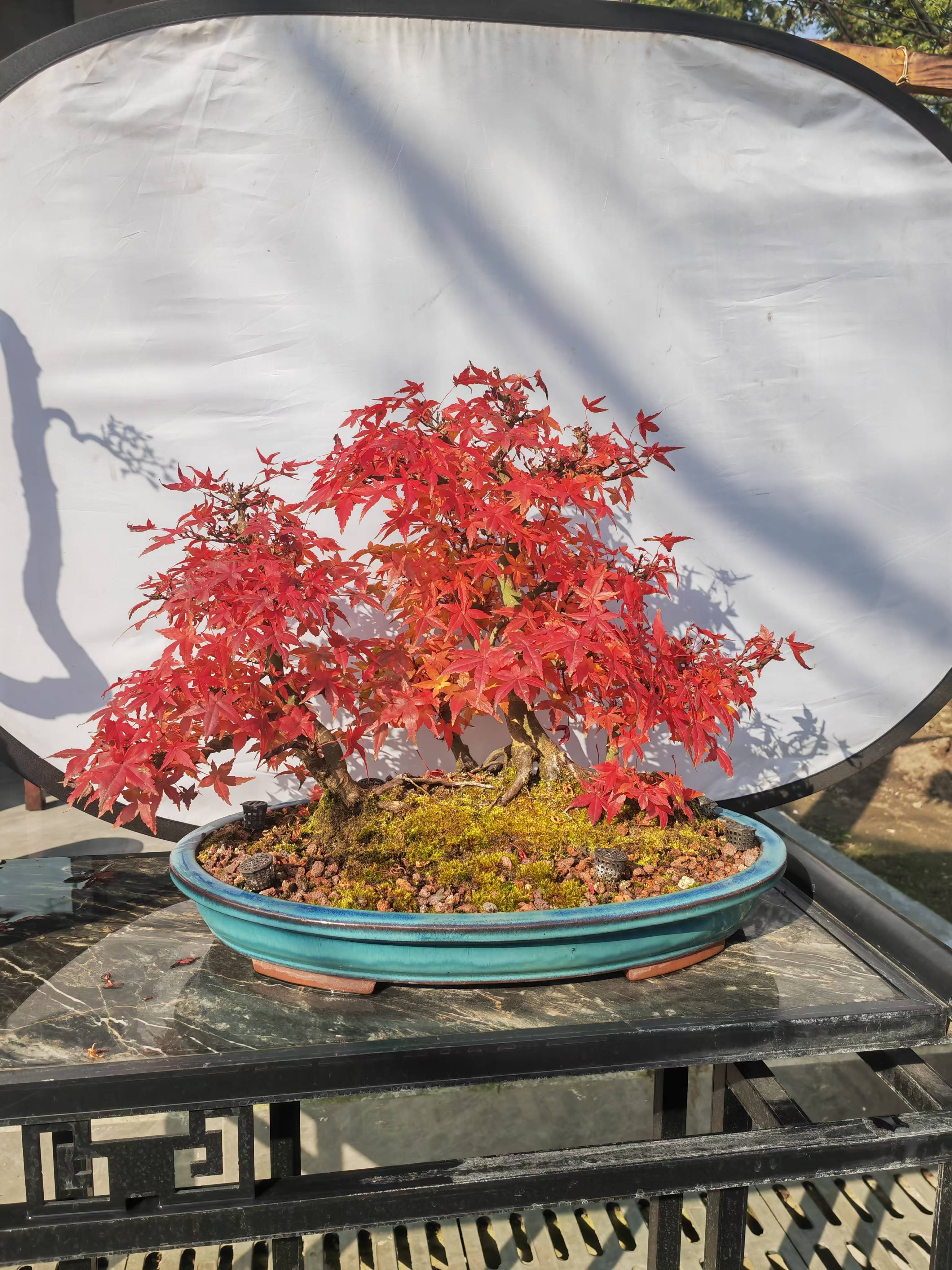 【直播间一物一拍】红枫铁梗海棠罗汉松金弹子老鸭柿杜鹃 盆景