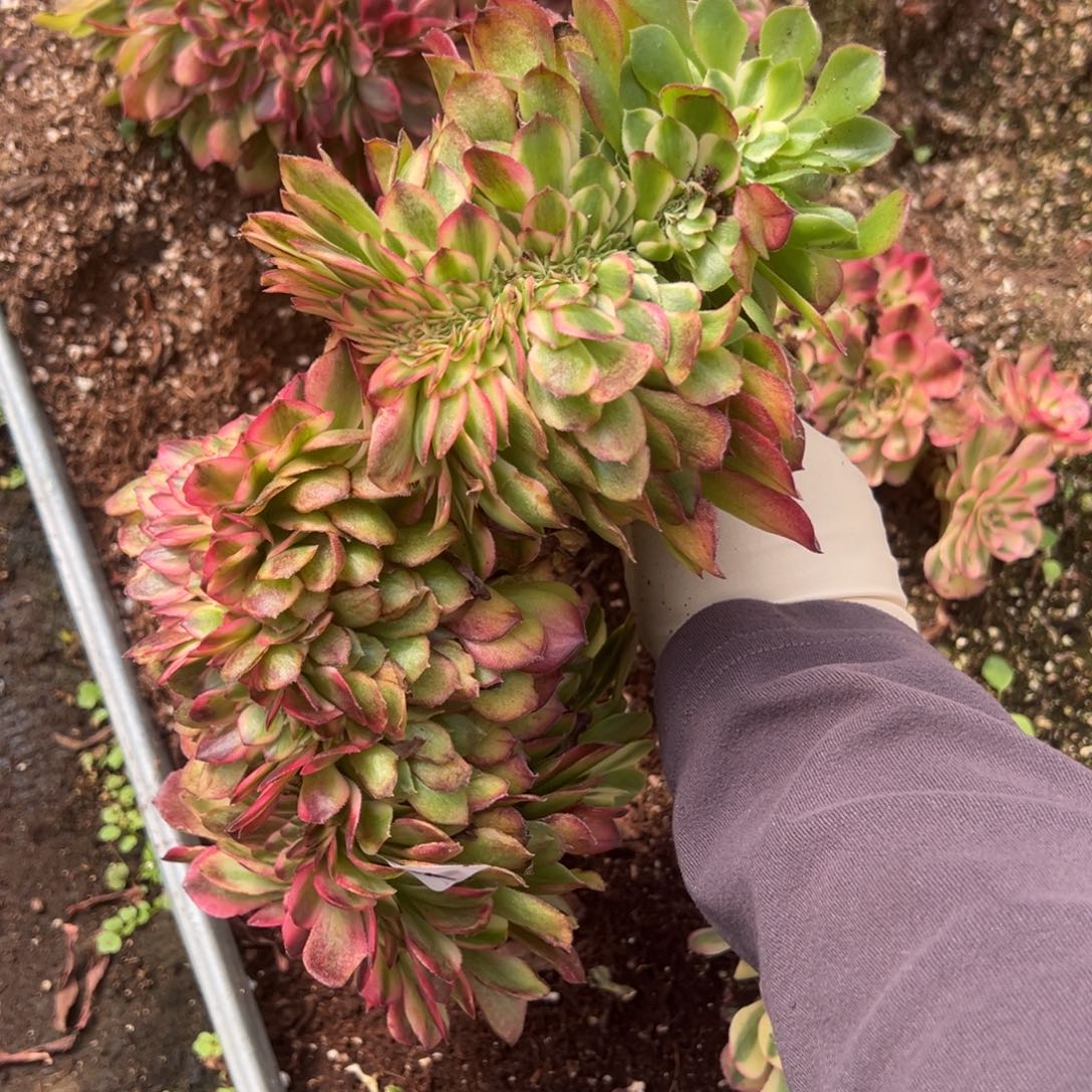 129荔枝缀多肉仔细一看