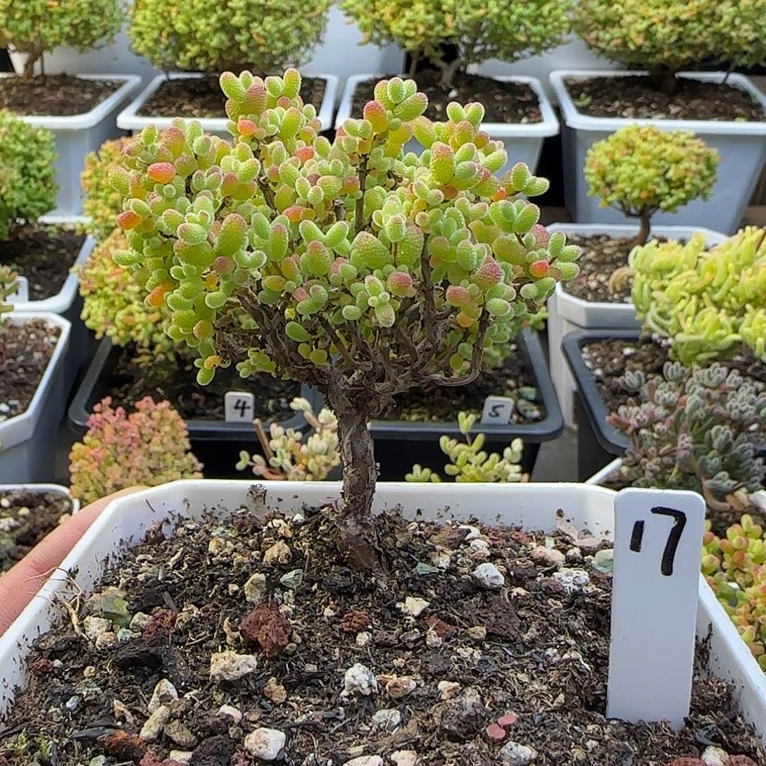 金桔糖球一物一拍