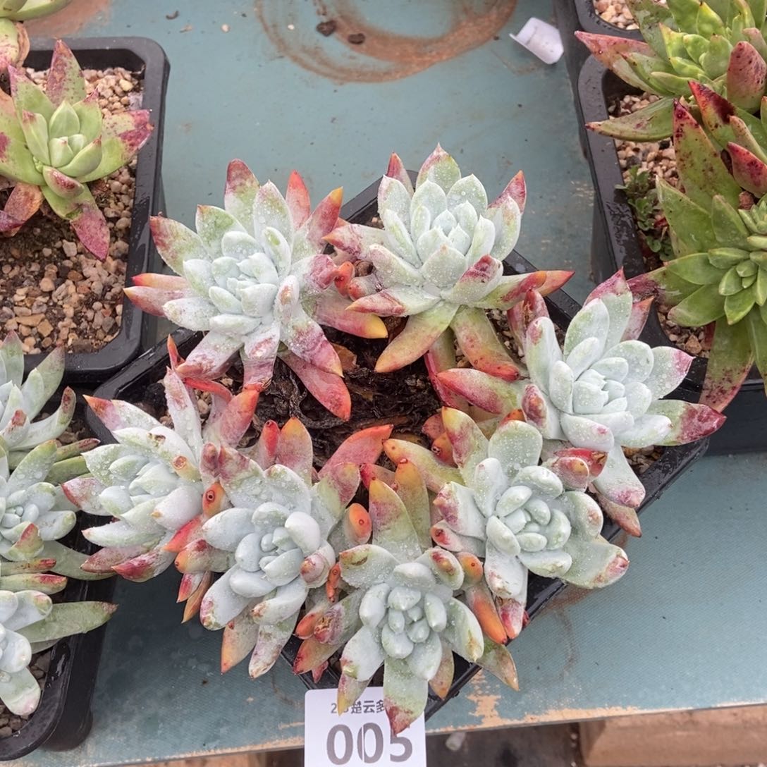 005拇指杂交多肉植物