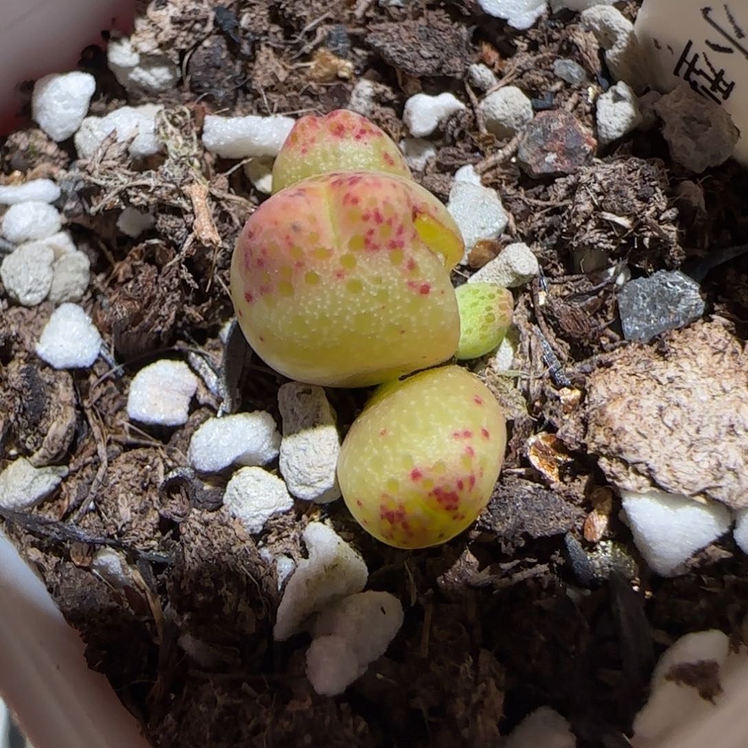 肉锥多肉植物百科-草莓斑马447