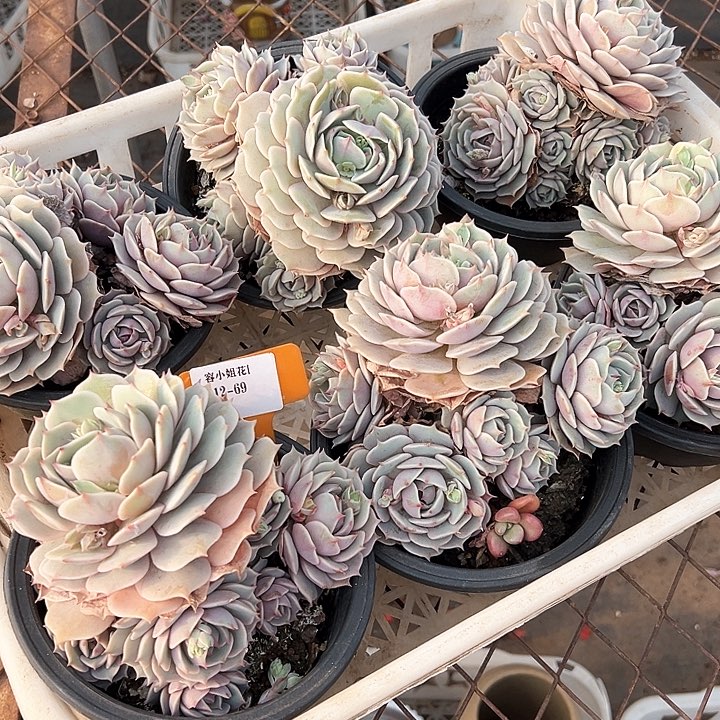 12.69露娜莲一个脱土