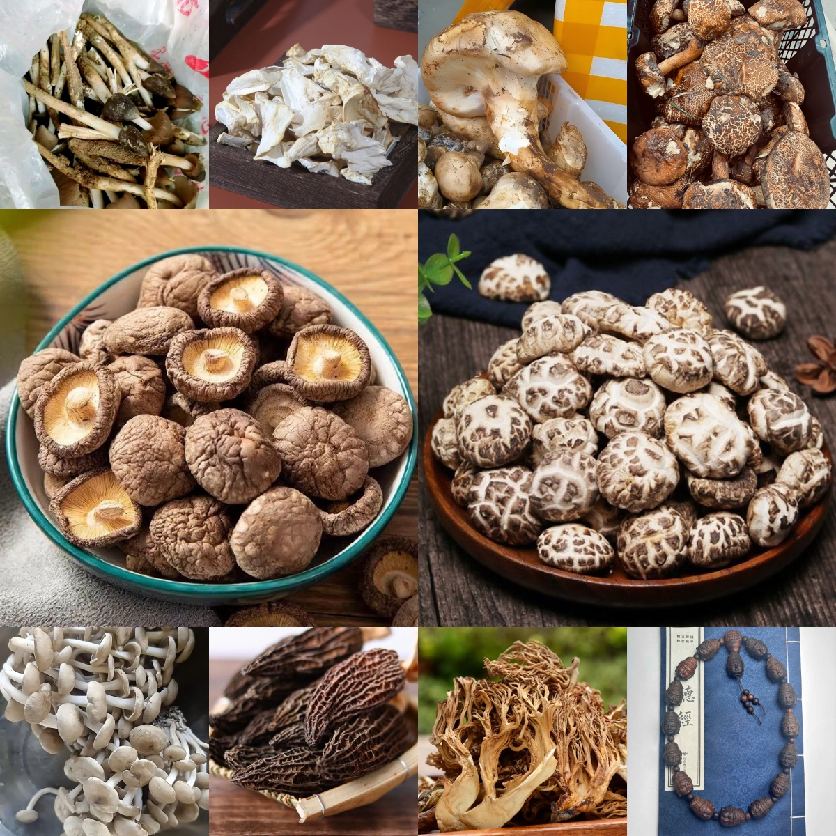 DZH014 土特产菌 多样性发货