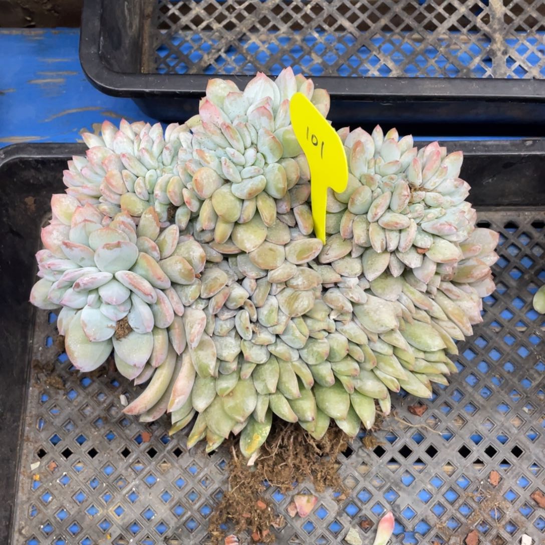 星影缀化有瑕疵介意勿拍101