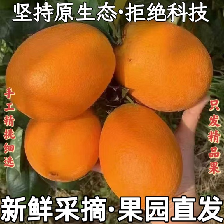 【果园直发】现摘现发高山应季阳光橙好吃重庆原生态脐橙橙子