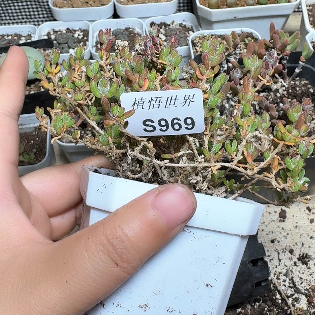 969号多肉植物哇x c