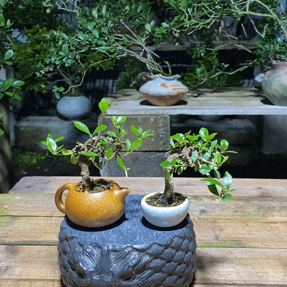 无花朵华*1栀子花