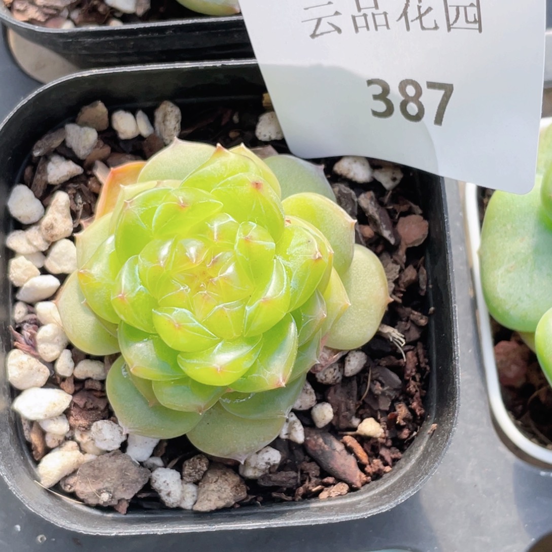 387号糖心冰心珍妮