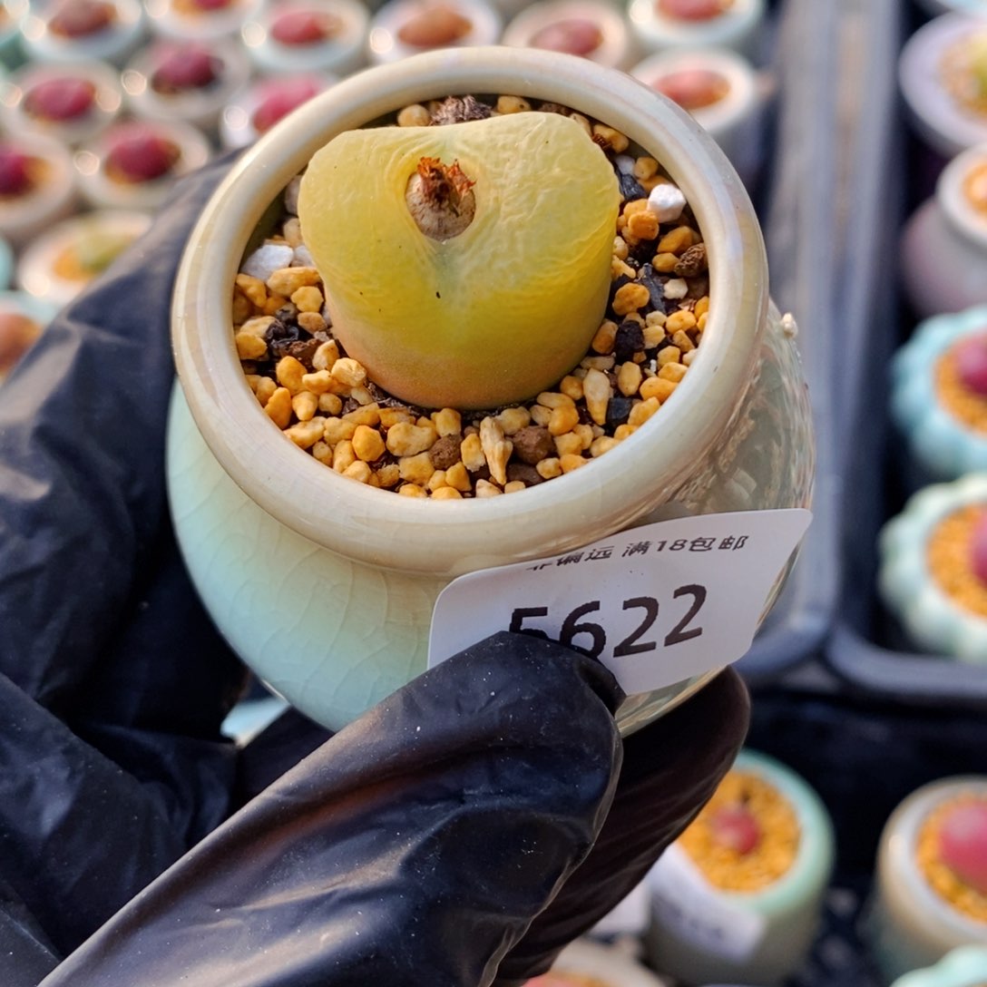 5622 -一物一拍 带盆