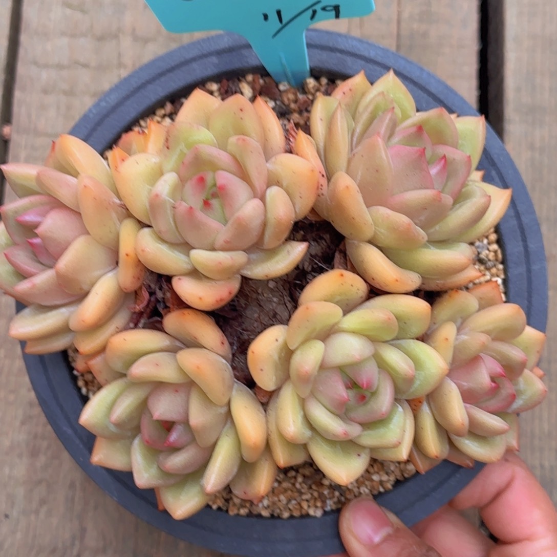 啦啦啦姐姐多肉植物