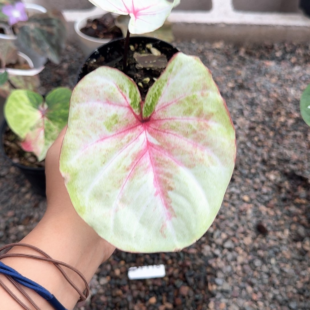 完全开放l197哈啦吧啦籽