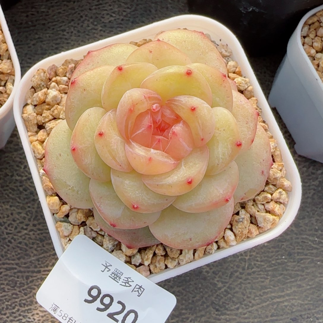 白雪珍妮，9920多肉植物