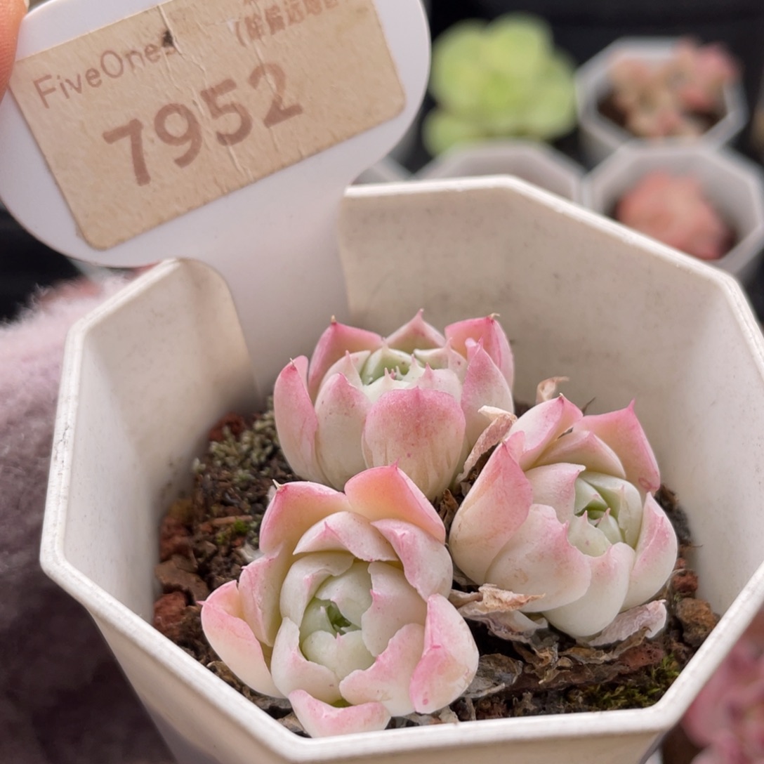 沁心7952-4.5厘米