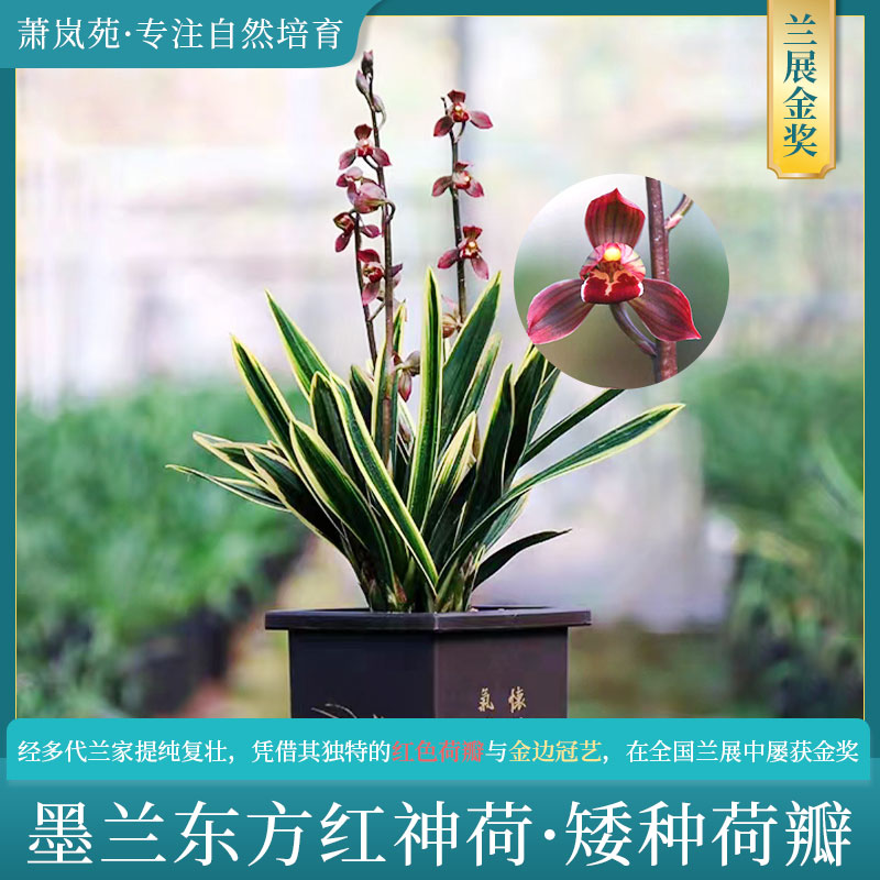 兰花墨兰【东方红神荷】浓香型金边名贵红花荷瓣好养易活国兰绿植