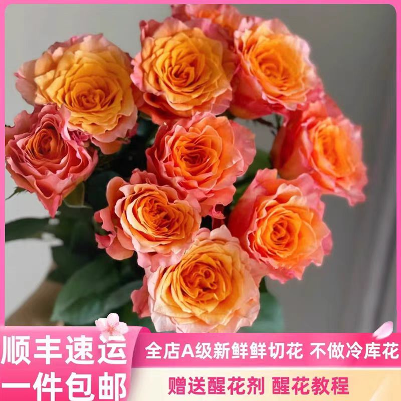 【顺丰包邮】A级火灵鸟玫瑰鲜花香味浓的玫瑰花简单好养高端玫瑰