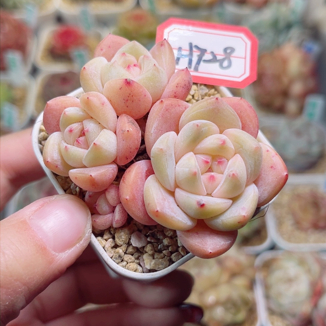 H728一物一拍 梦玉