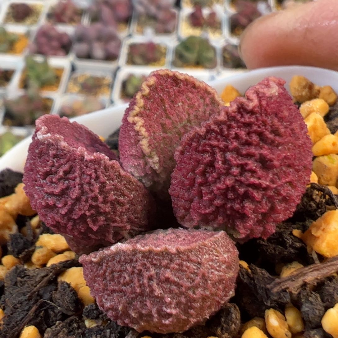 实生新品多肉植物235号