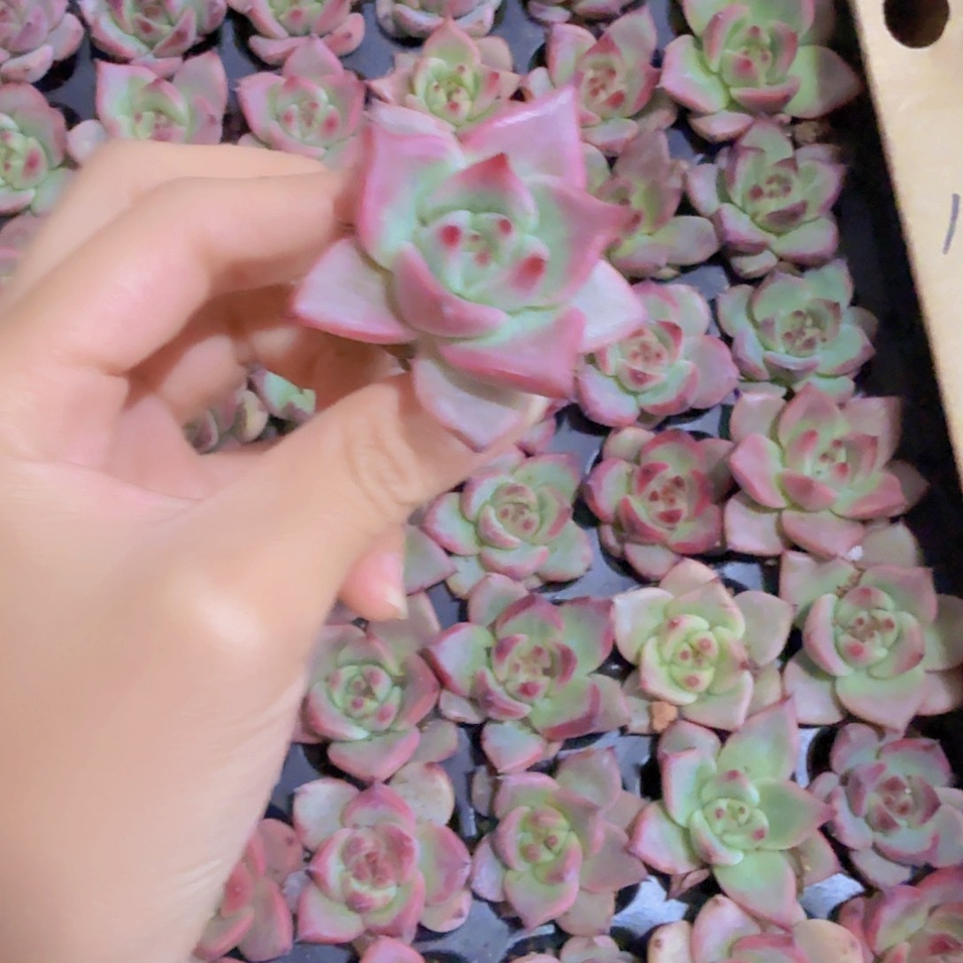 红颜蜜语两颗一组