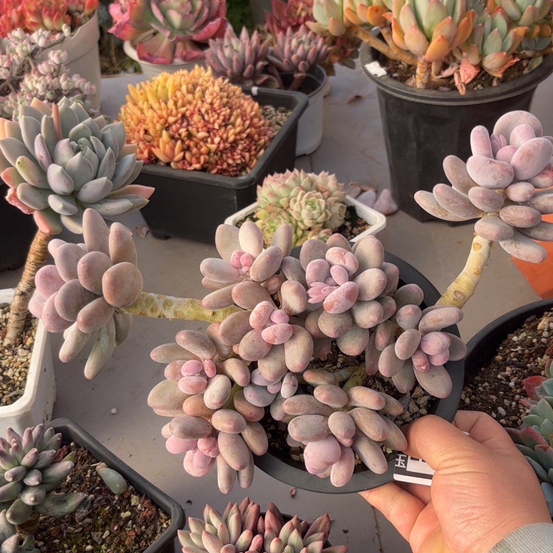 桃美人多肉植物29134