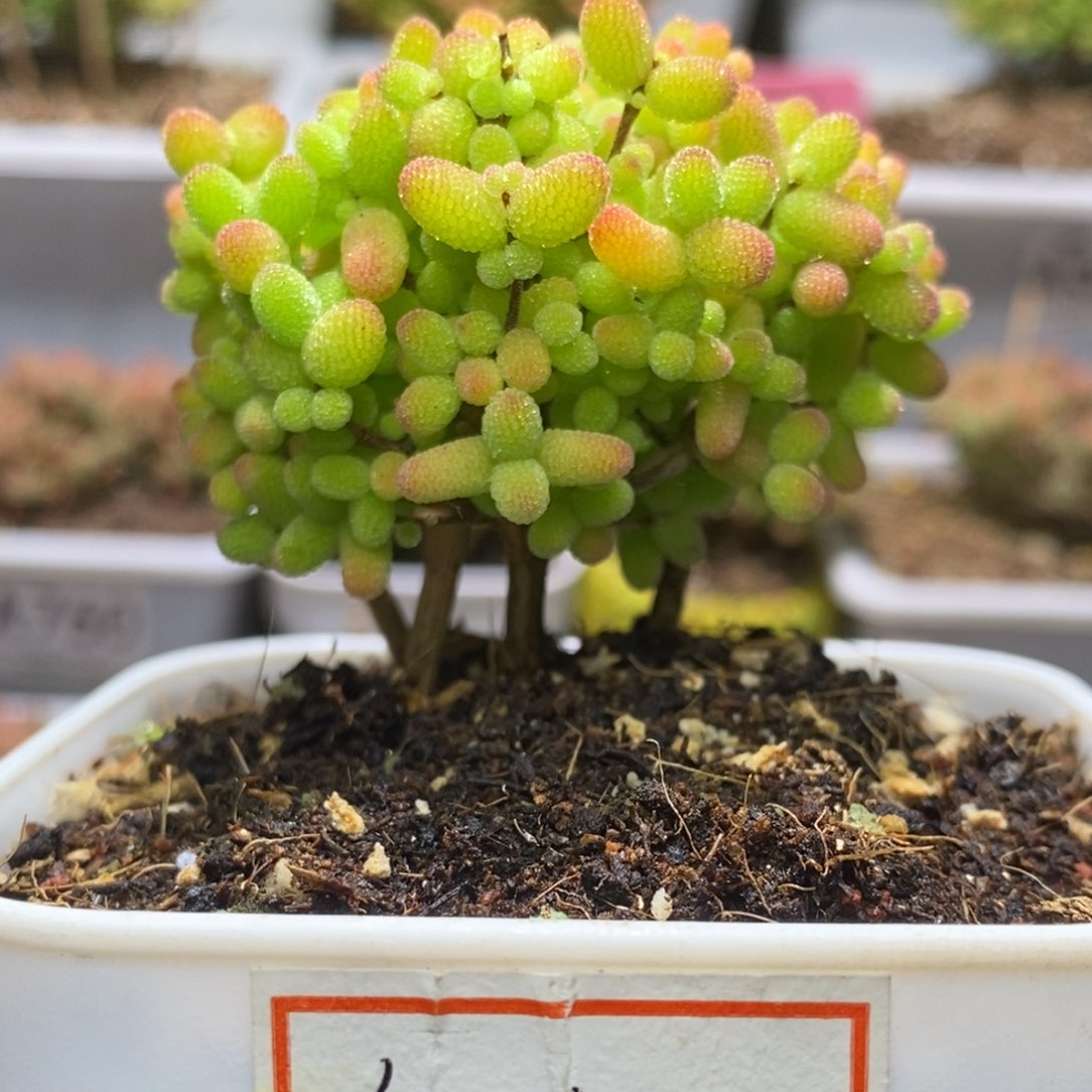 金桔糖球枝干番杏D129