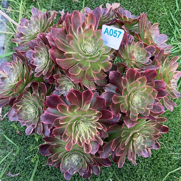 057狂欢夜多肉植物