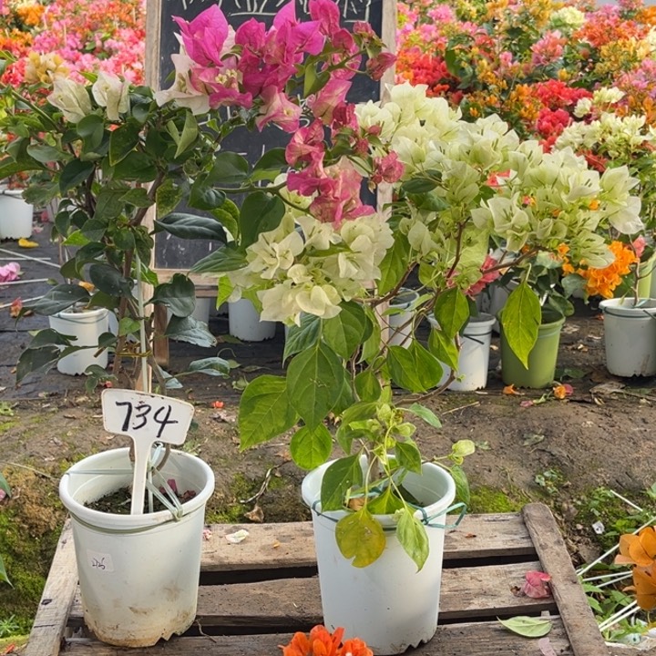 完全开放三角梅734