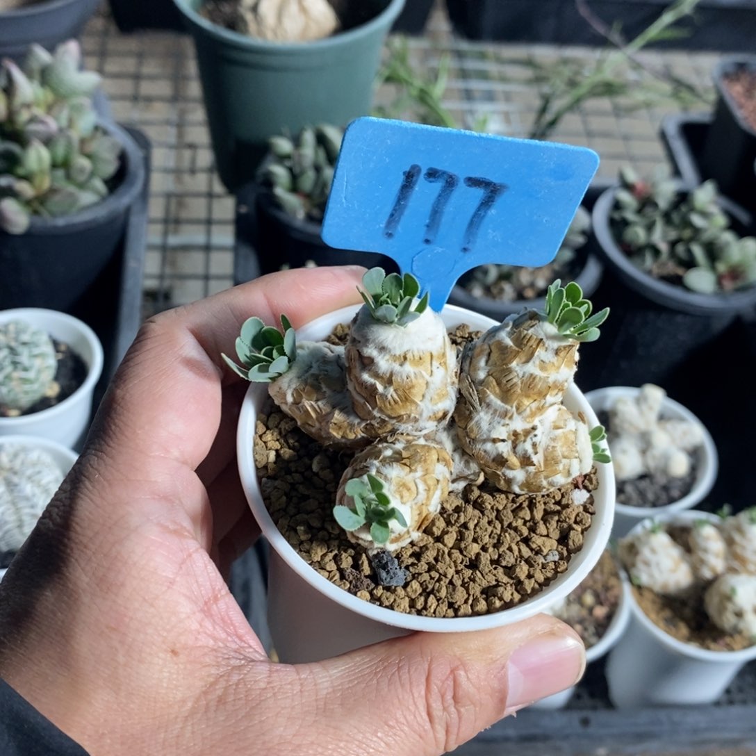 刨花厚炖菊多肉植物