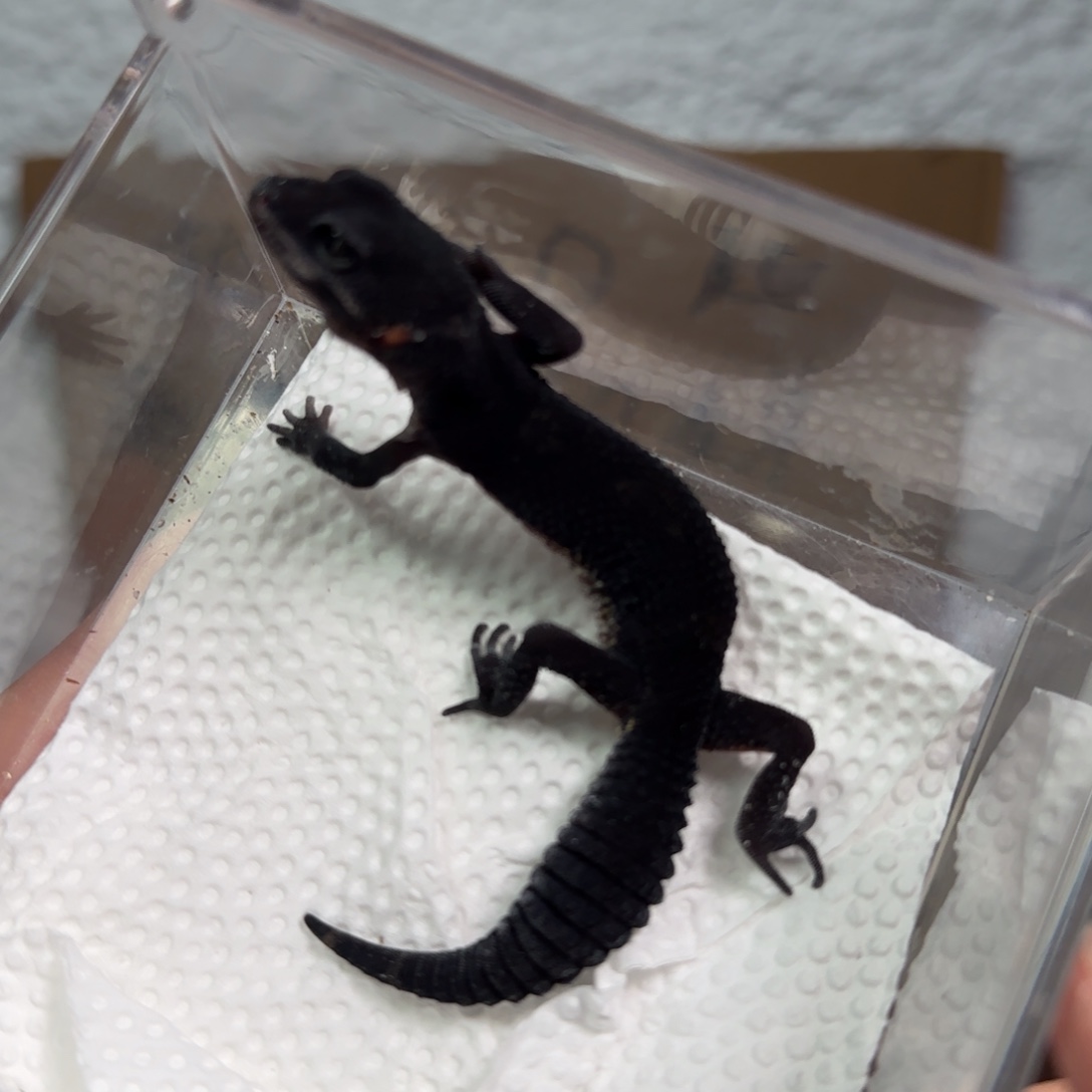 豹纹守宫A级黑夜妹妹