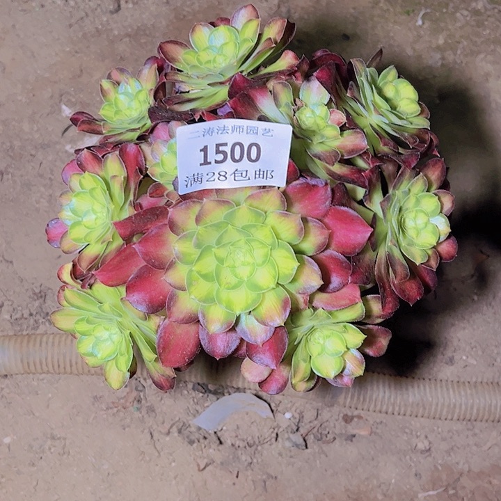 1500韶华多肉植物老桩