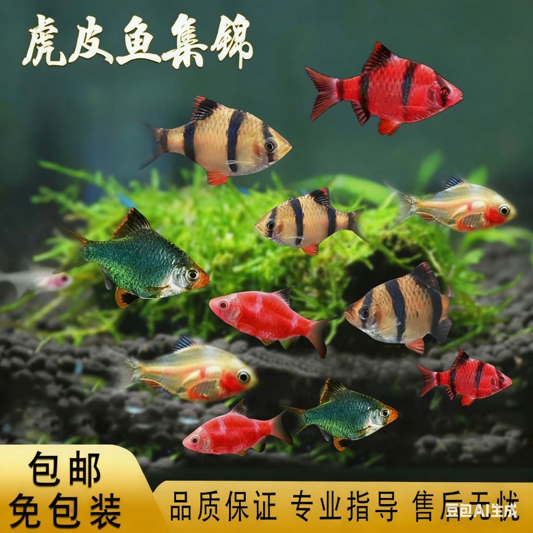 红纹虎皮鱼热带淡水好养耐活群游适合新手包损观赏鱼渔场批发小型
