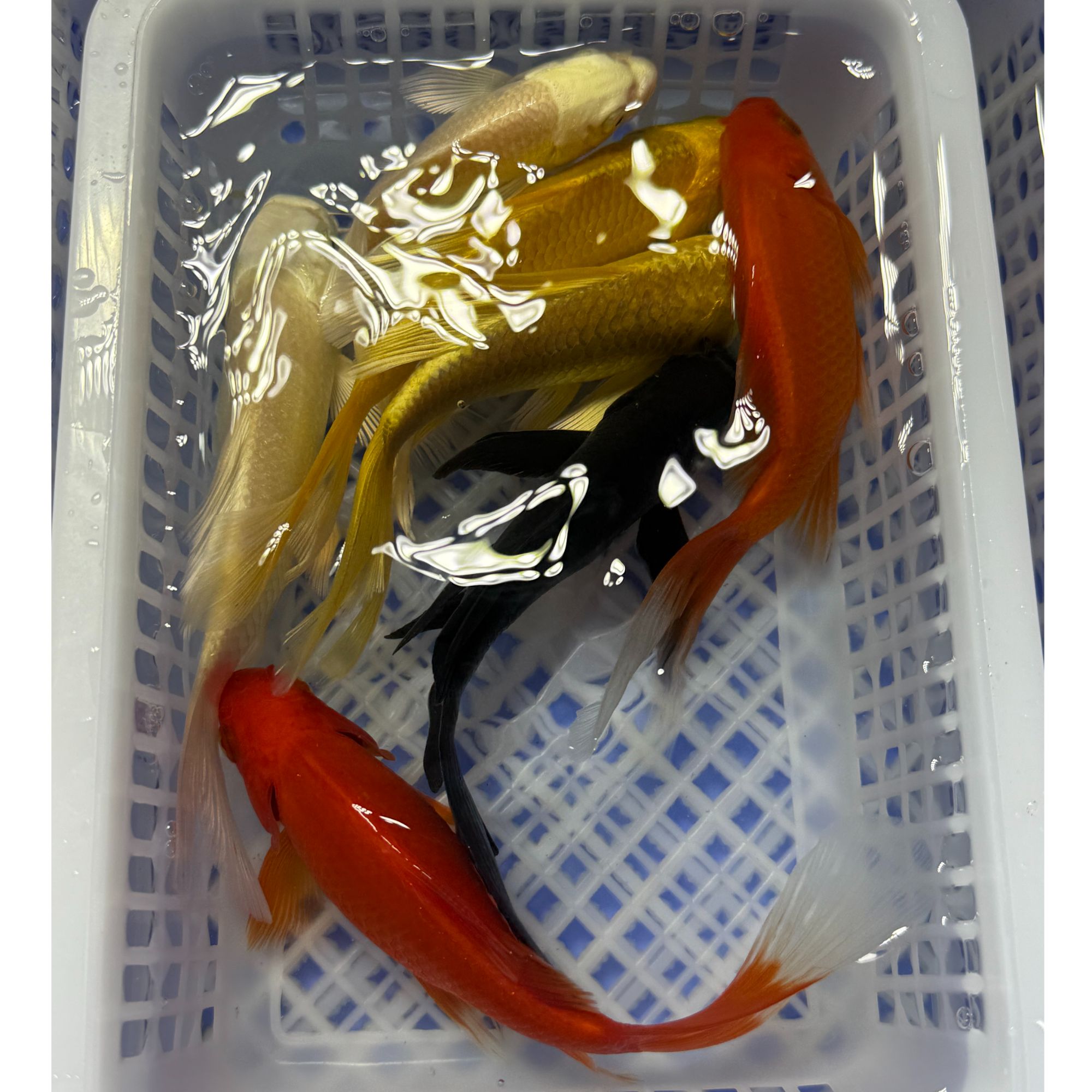 【13-15cm7条】2红2黄2白1黑冷水草金混搭