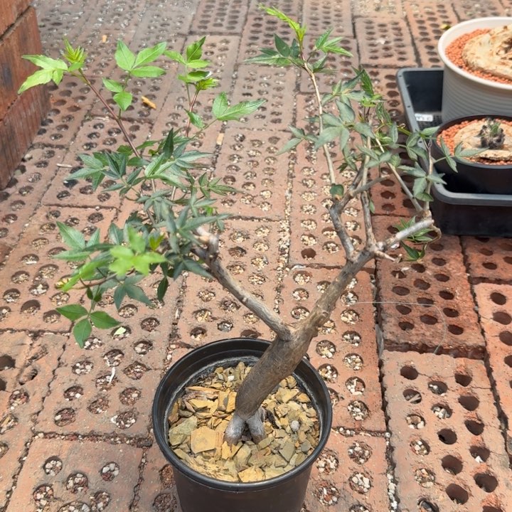 芳香橄榄778 仙人球