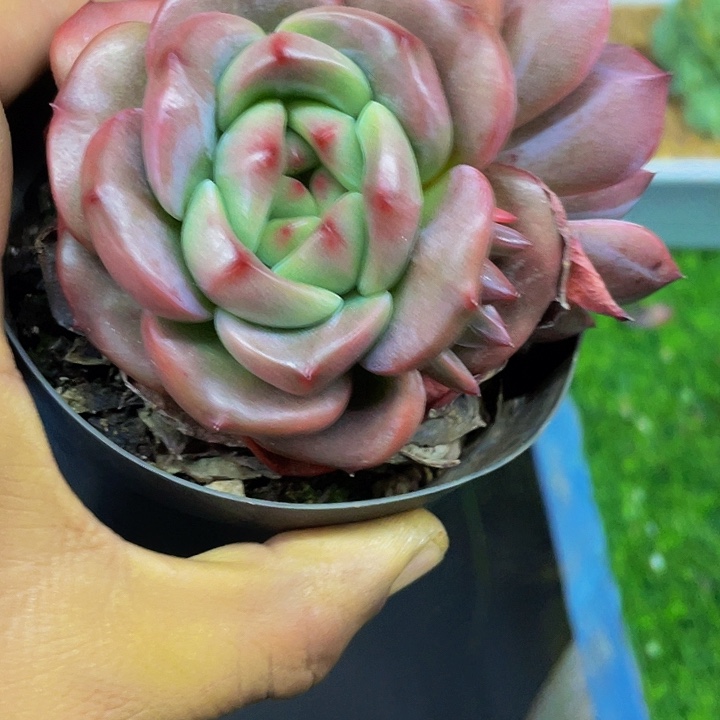 一物一拍一物一拍