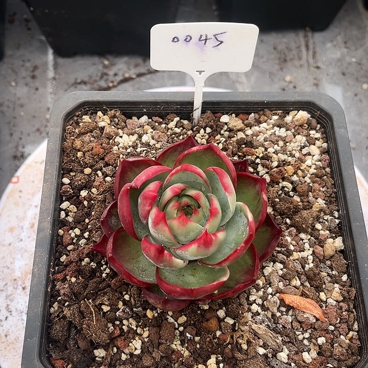 惊鸿仙子多肉植物45