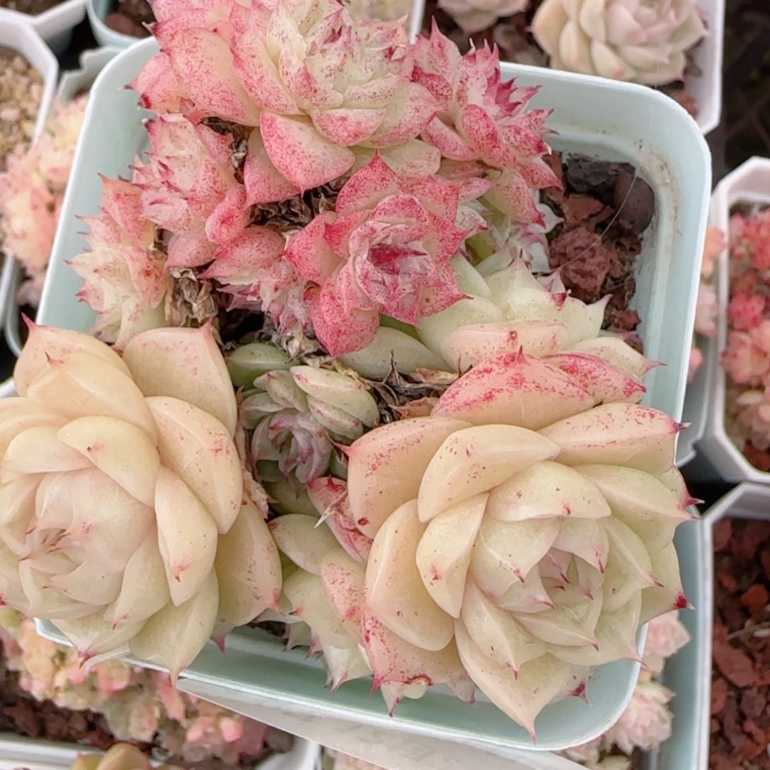 小****花语多肉1226-187散