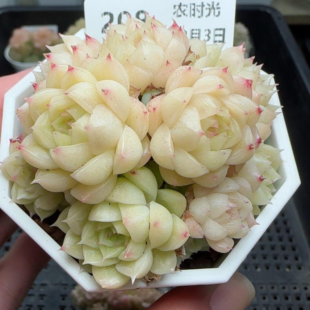 0203-208包子优选麦秆