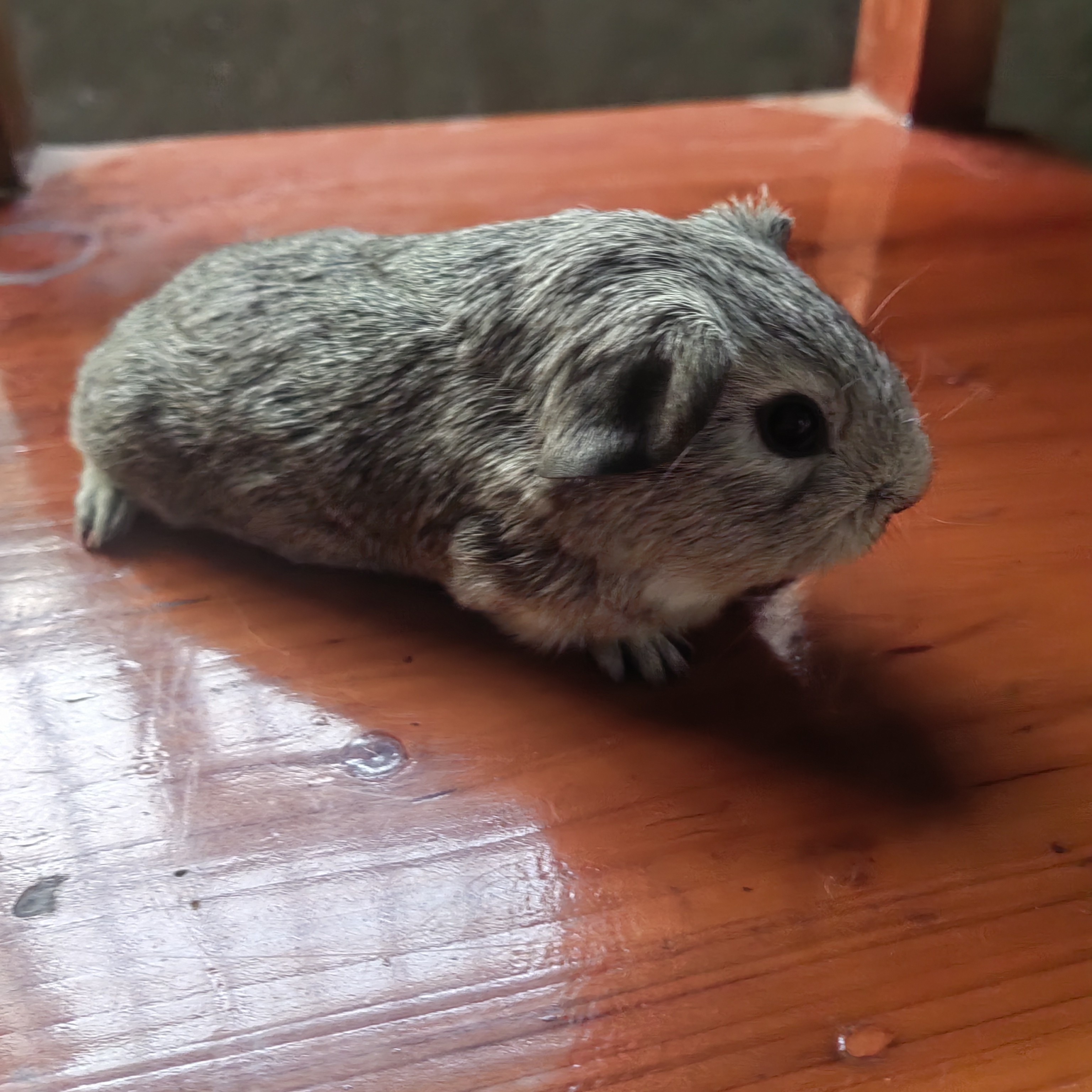 貂灰加州妹妹（一物一拍）