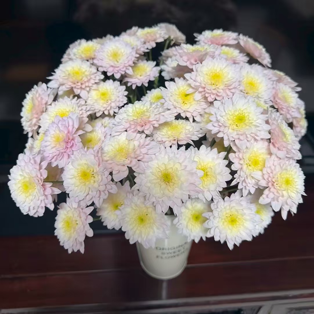 10枝帕斯特拉小雏菊 2单送配草3单送花瓶