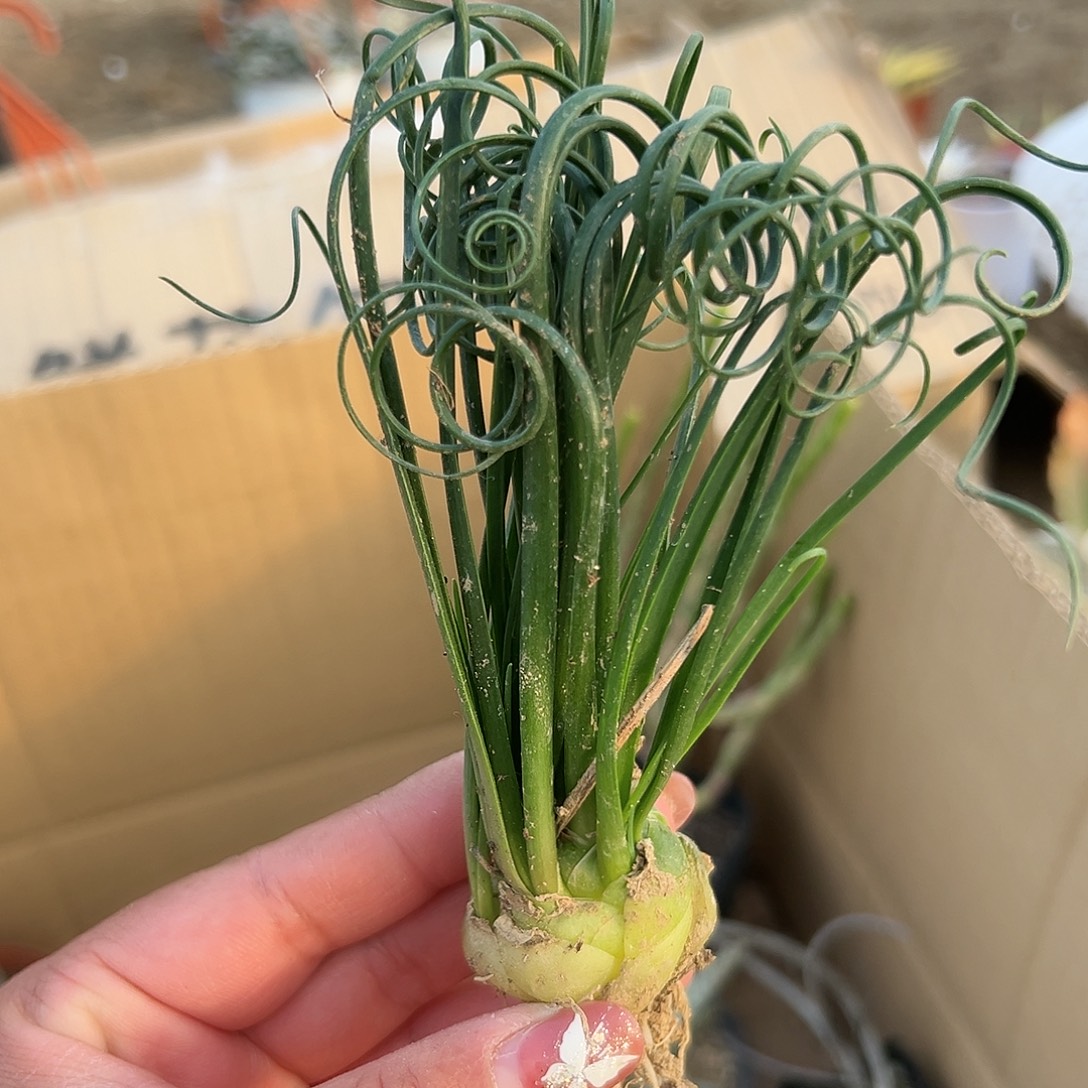多肉植物弹簧草群
