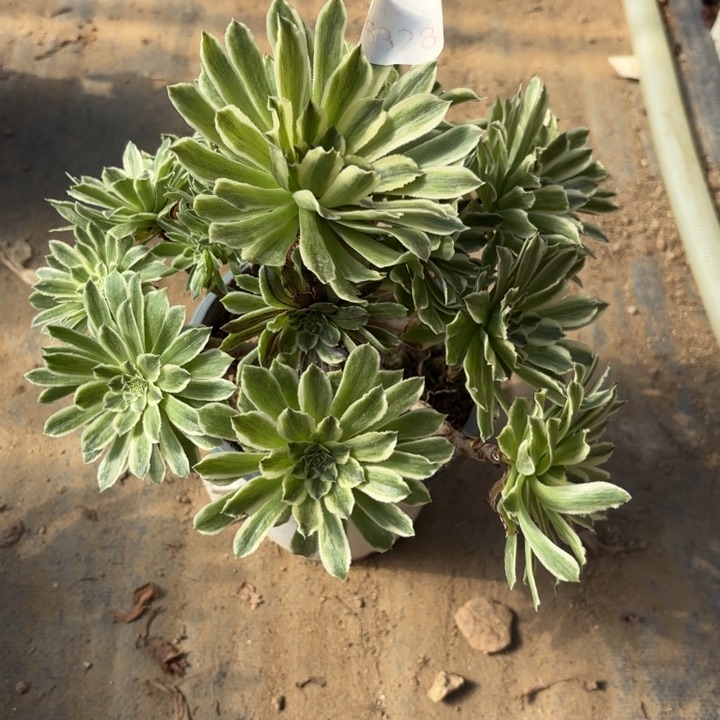 碧浪多肉法师5328