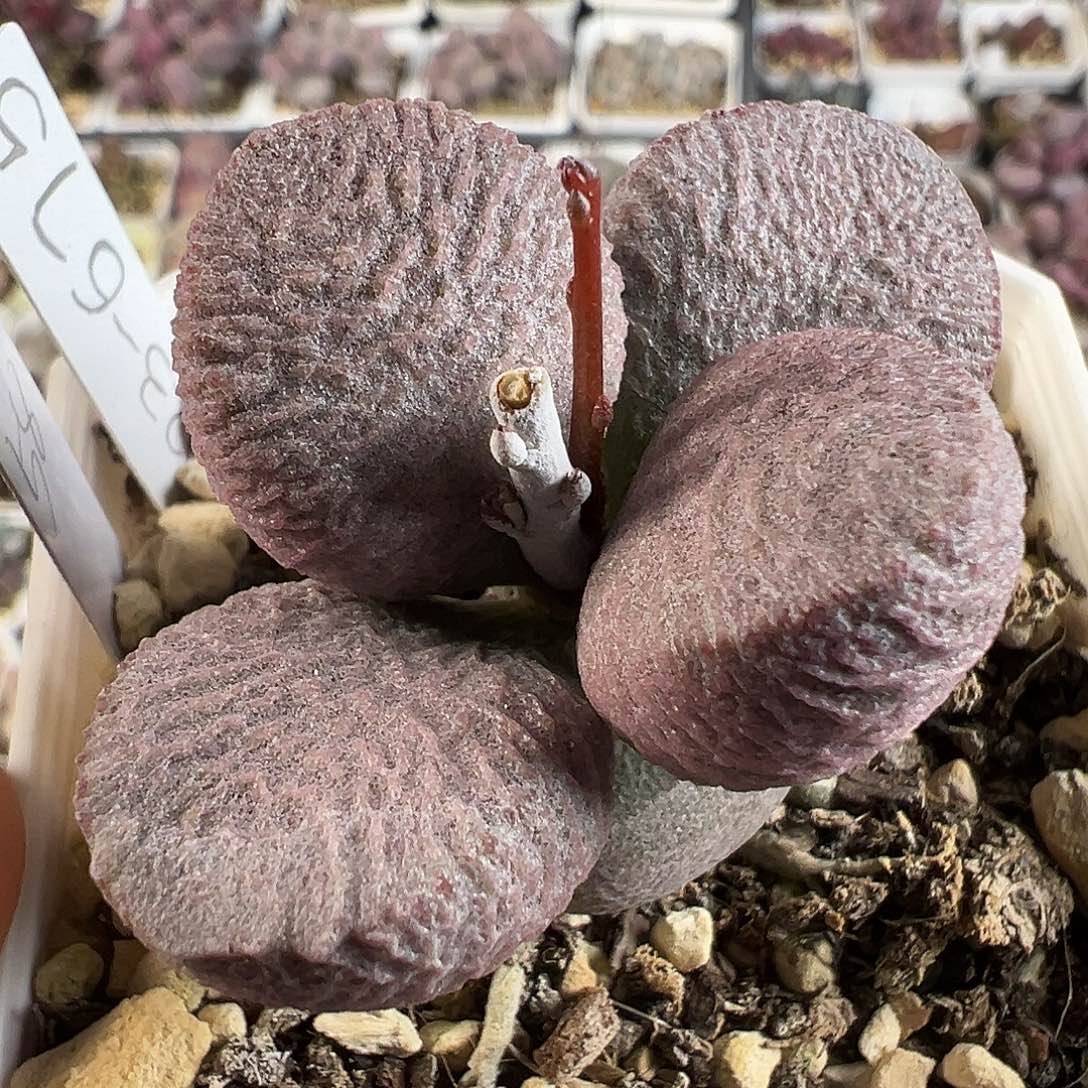 粉色系实生新品023-675