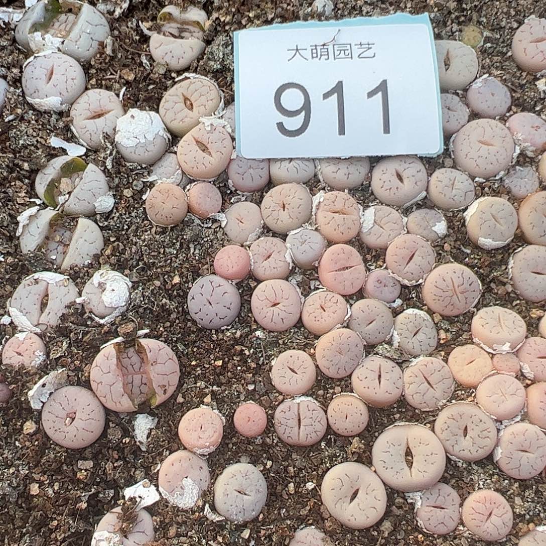 0000911量拍373荒玉3颗