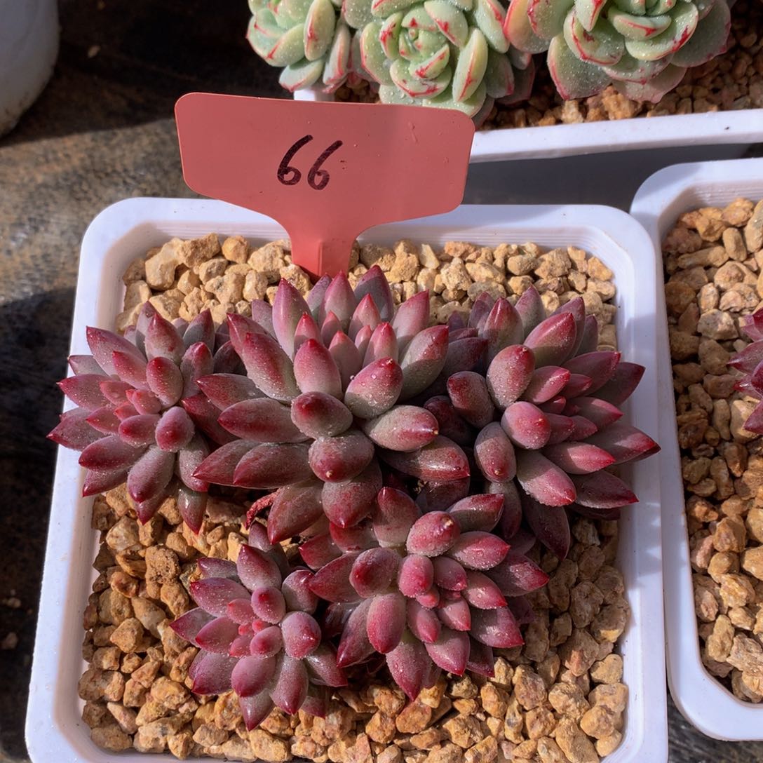 车厘子72727727277272