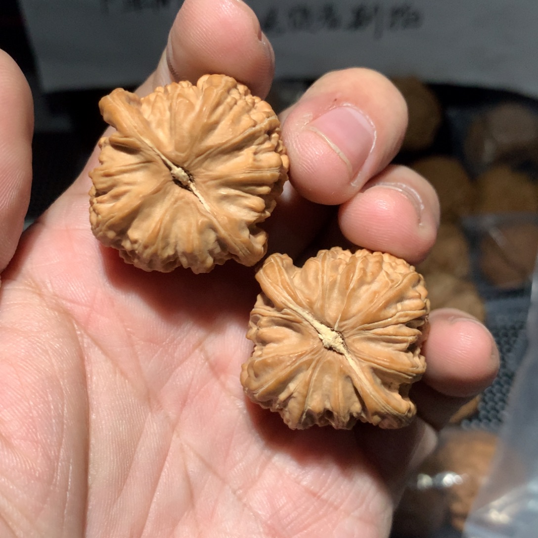 6***.文玩核桃把件66哥专拍白狮子