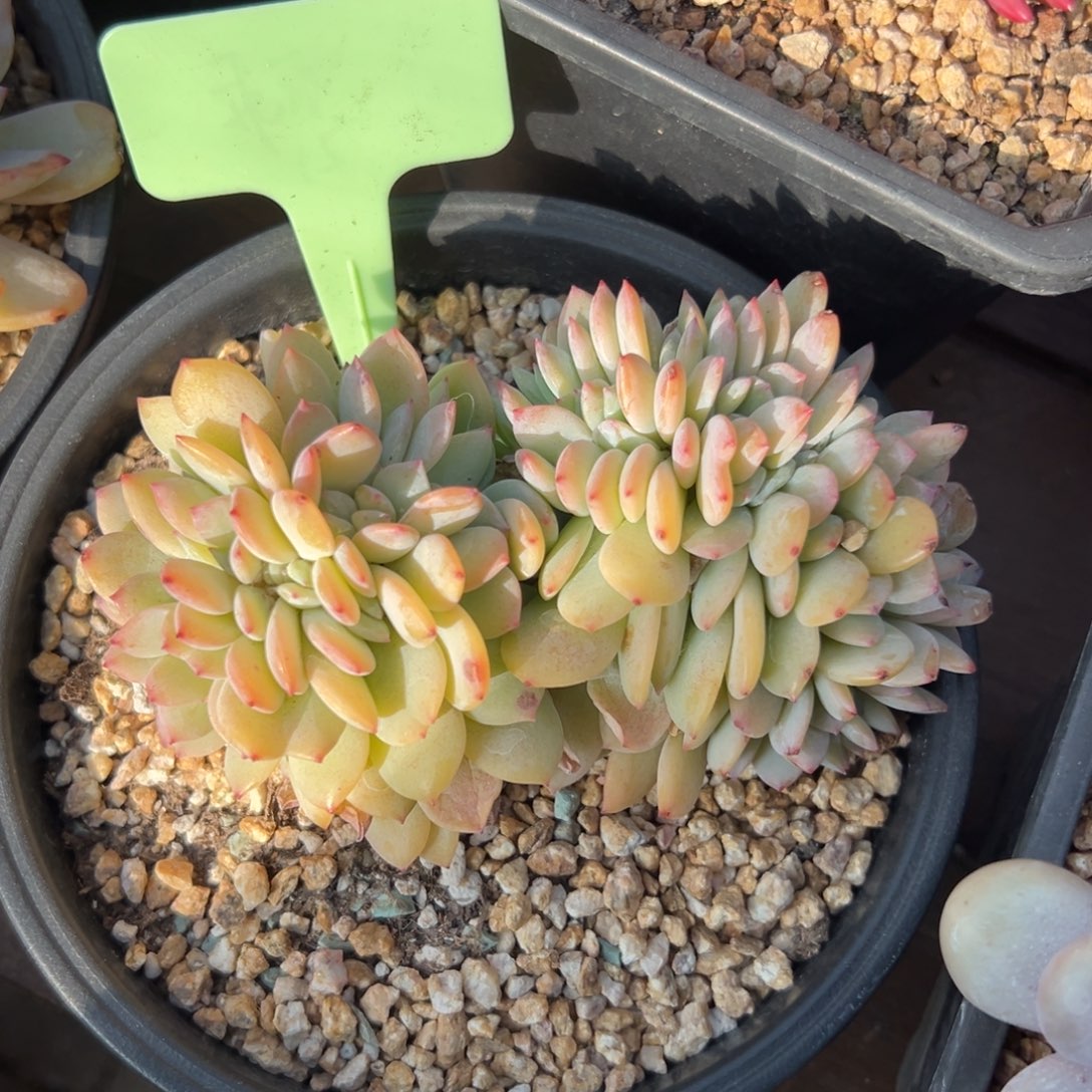 暮光之城缀化111111111111