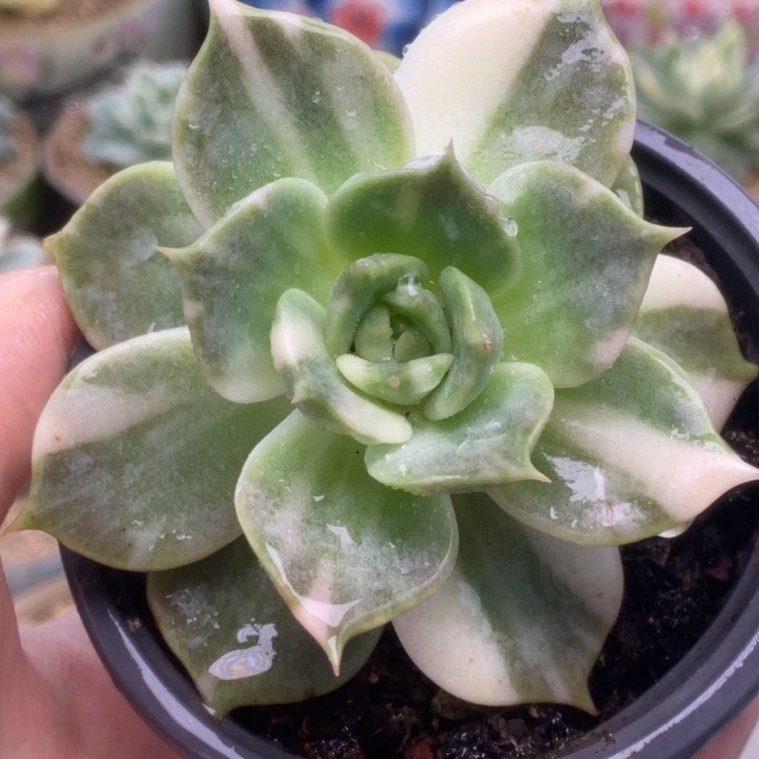 199贝加尔湖锦锦锦锦锦锦