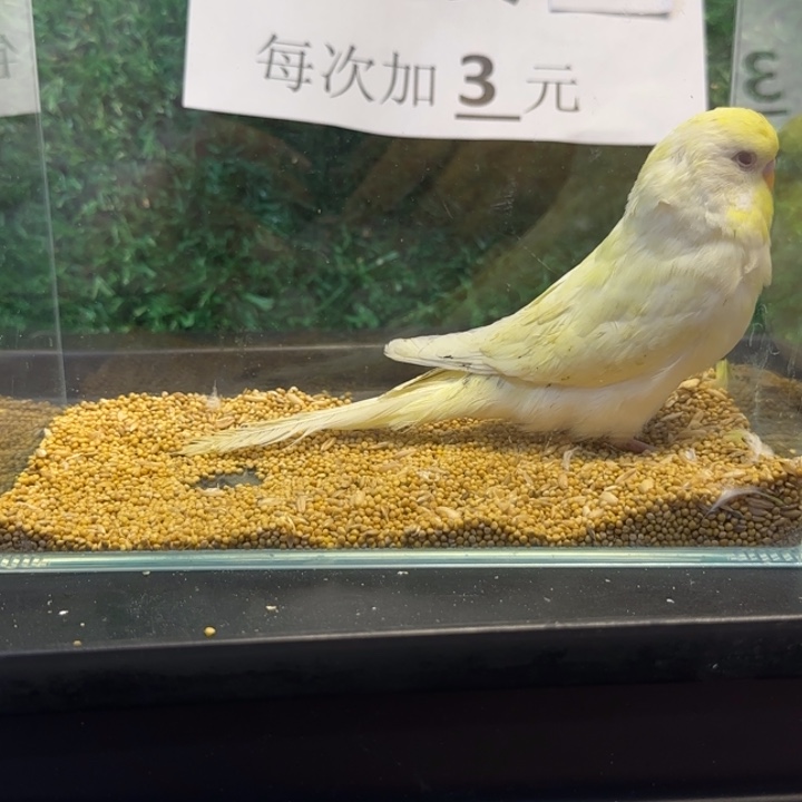 虎皮鹦鹉大头虎皮鹦鹉
