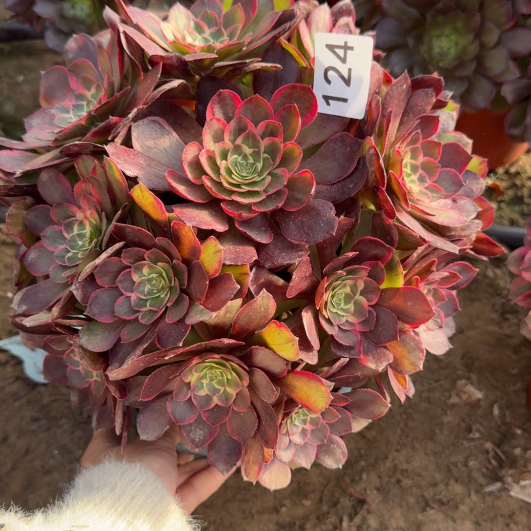 粉花妖法师124号法师多肉